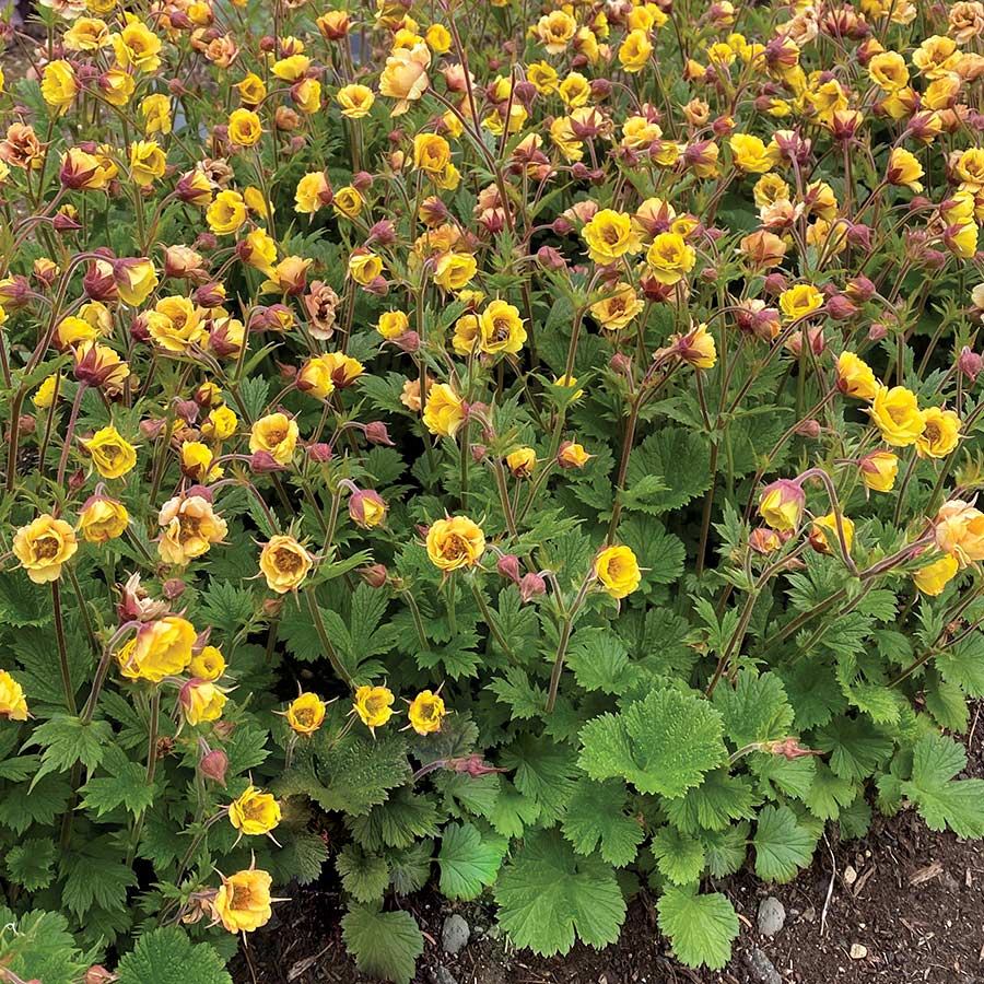 Geum 'Tempo Yellow' - Image 2