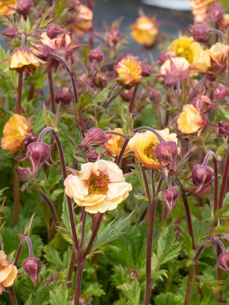 Geum 'Tempo Yellow' - Image 3