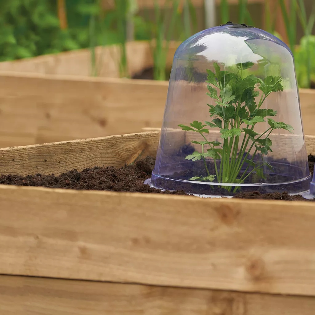 Grow It Bell Cloche 3pk