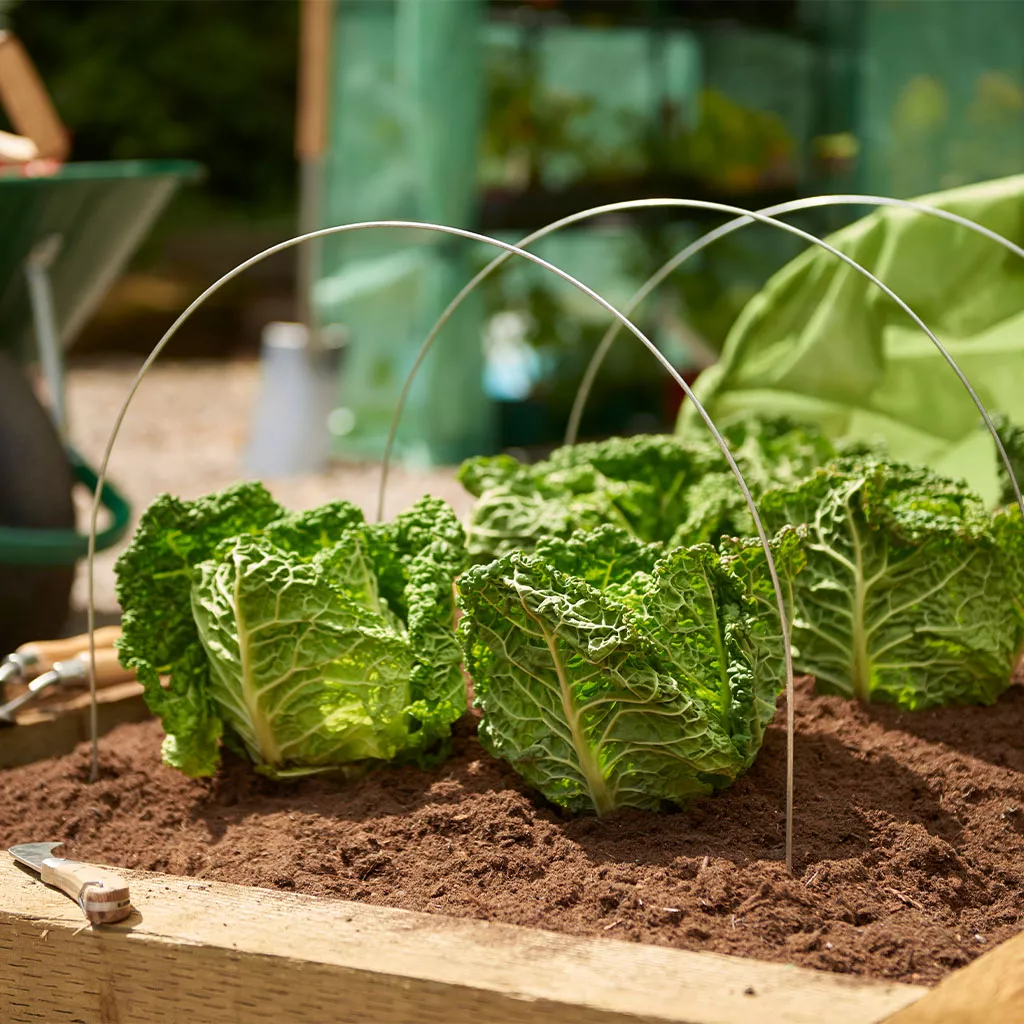 Grow It Grow Tunnel Hoops 3pk - Image 2