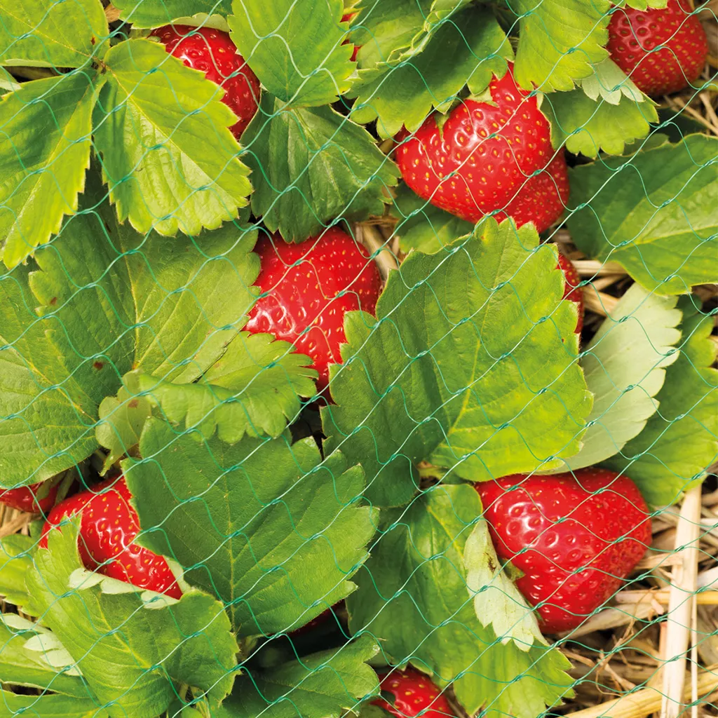 GI Protective Fruit & Crop Netting (6X2m)