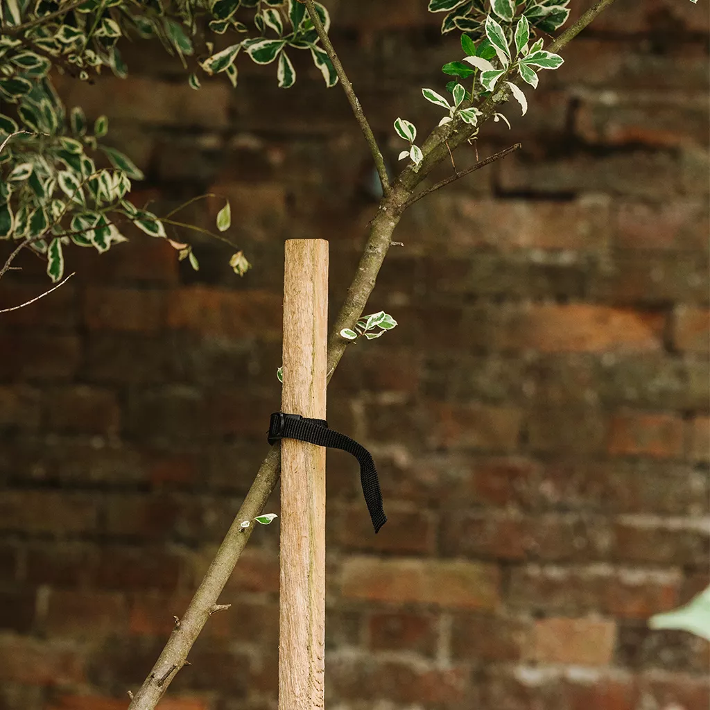 Grow It Round Tree Stake 150cm 59" - Image 2