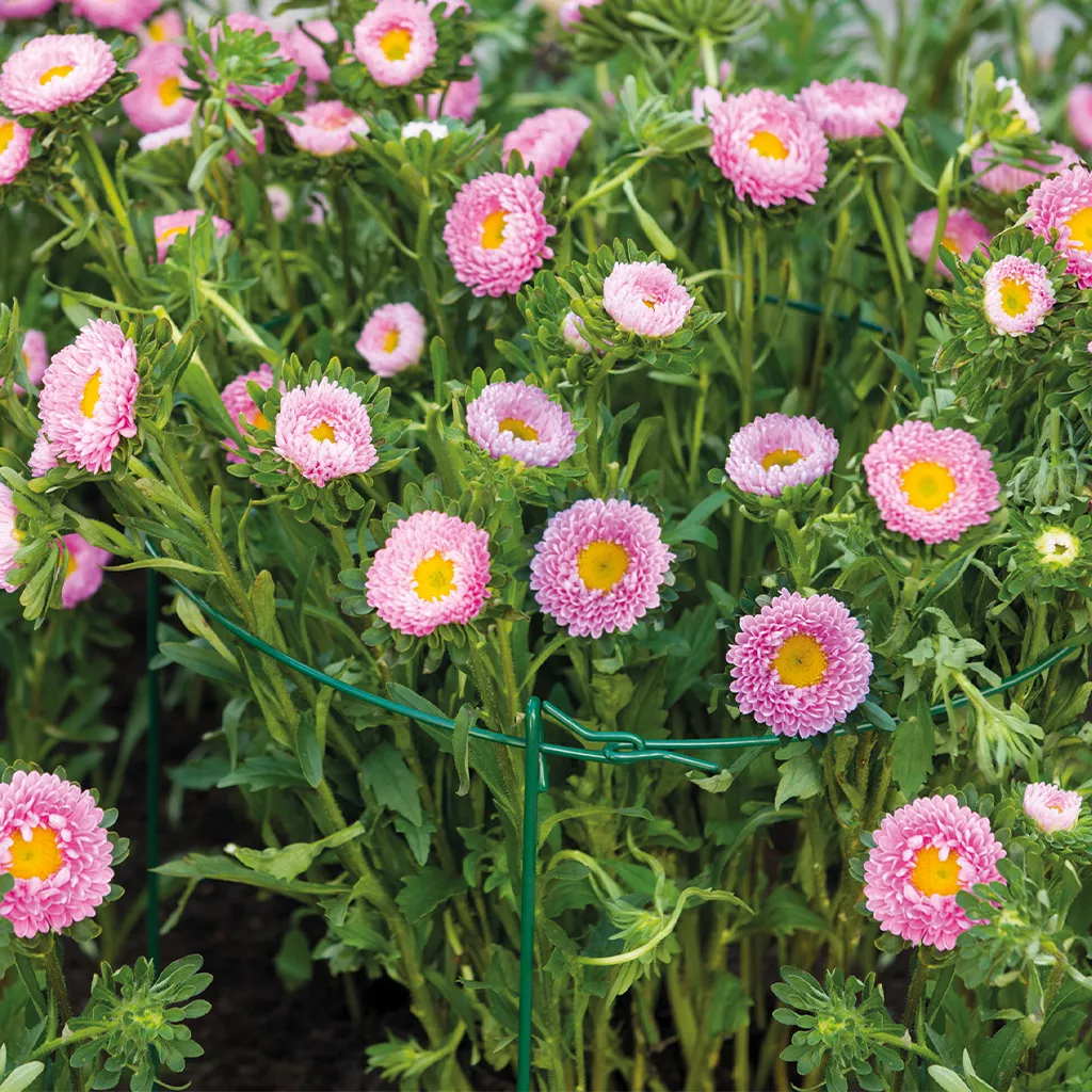 Grow It Single Plant Support Ring 61 x 40cm - Image 2