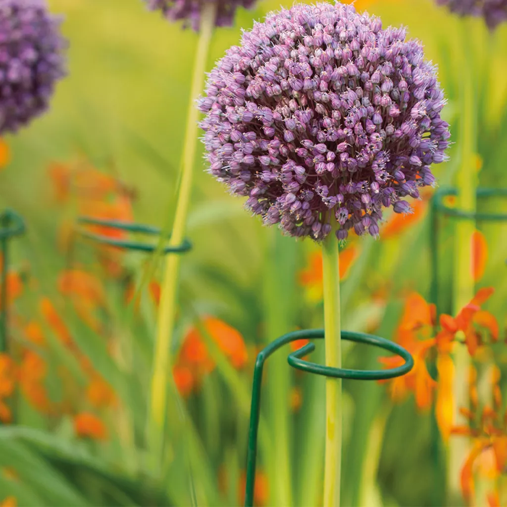Grow It Single Stem Plant Support 60cm 24" - Image 3