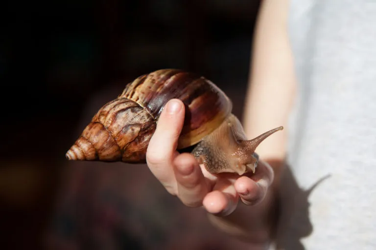 Giant African Land Snail | Archachatina puylaeti benin