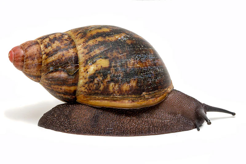 Giant African Land Snail | Archachatina puylaeti benin - Image 2