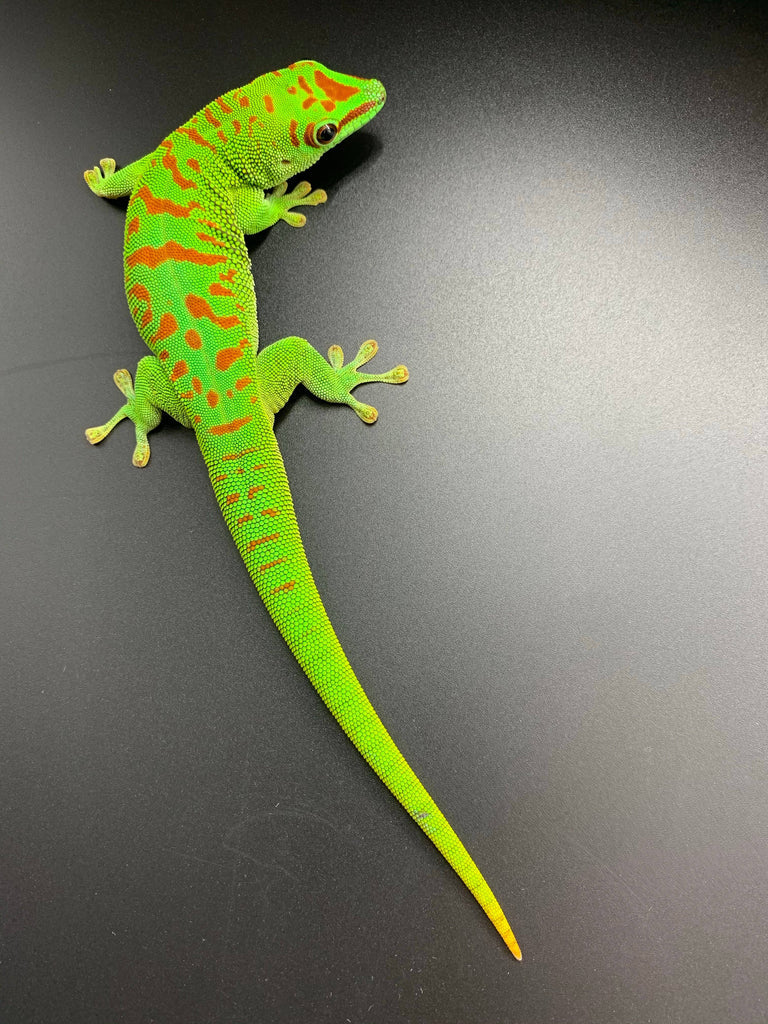 Giant Day Gecko