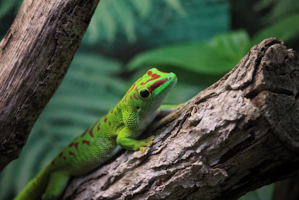 Giant Day Gecko - Image 2