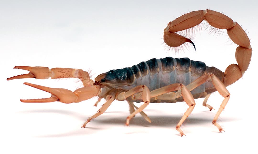 Giant Desert Hairy Scorpion (Hadrurus arizonensis)