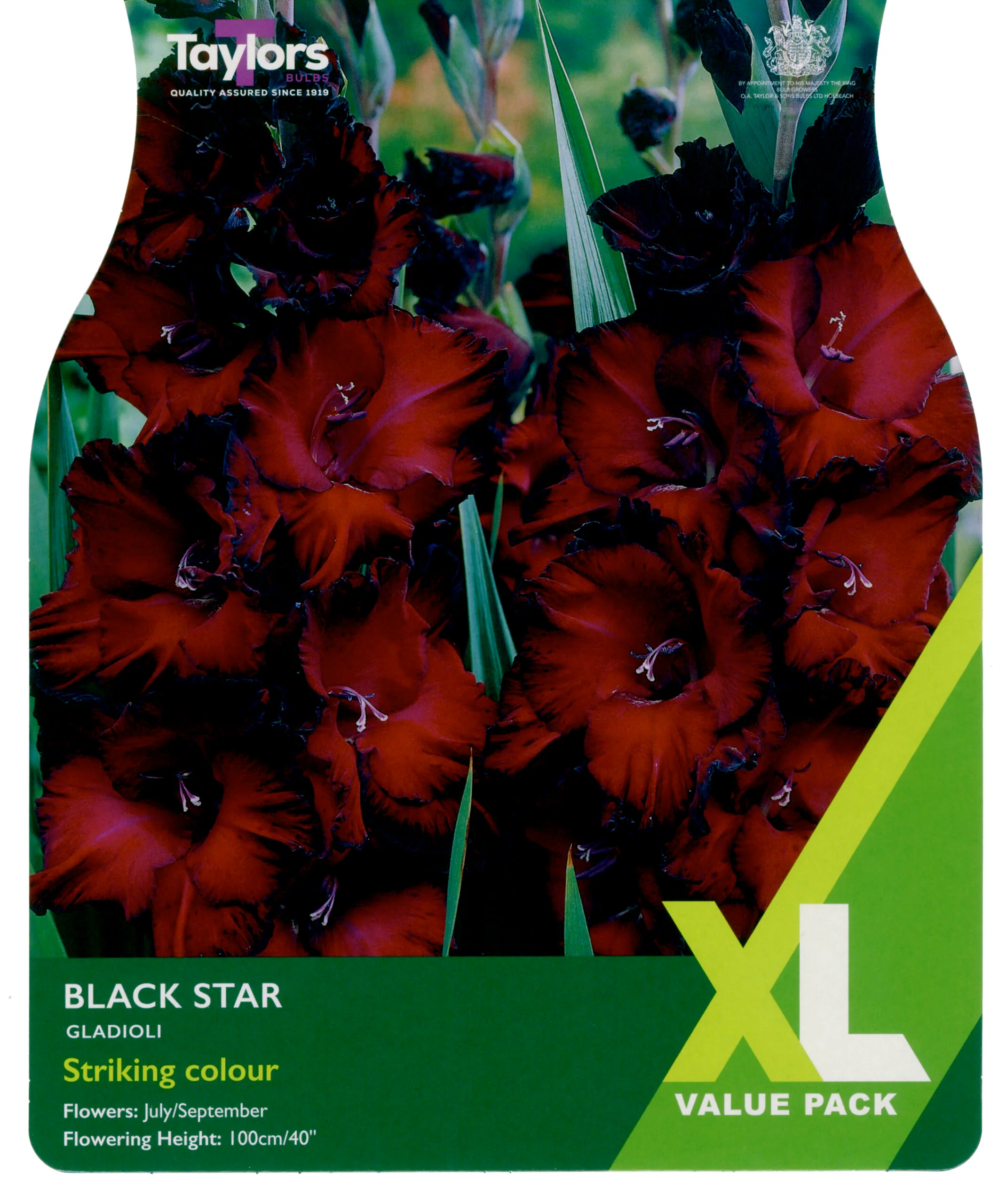 Gladioli Black Star 25 Bulbs Per Pack