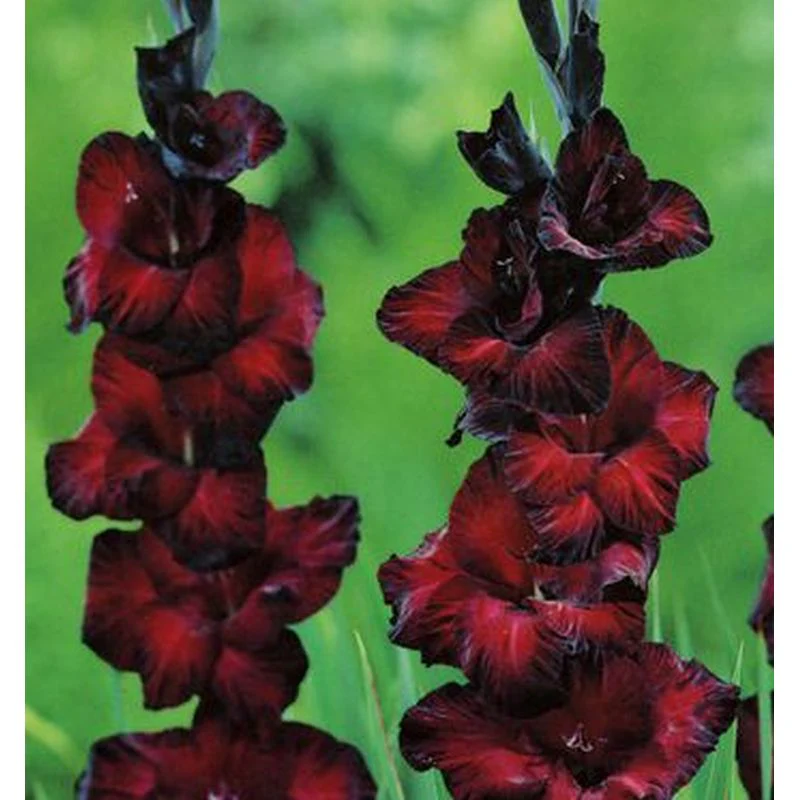 Gladioli Black Star 25 Bulbs Per Pack - Image 2