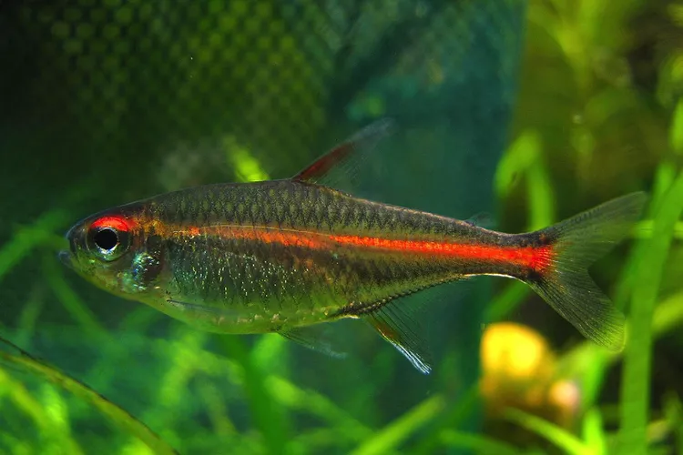 Glowlight Tetra (Large)