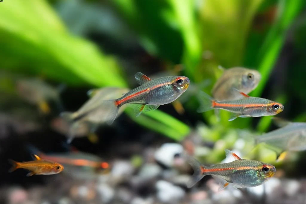 Glowlight Tetra (Large) - Image 2