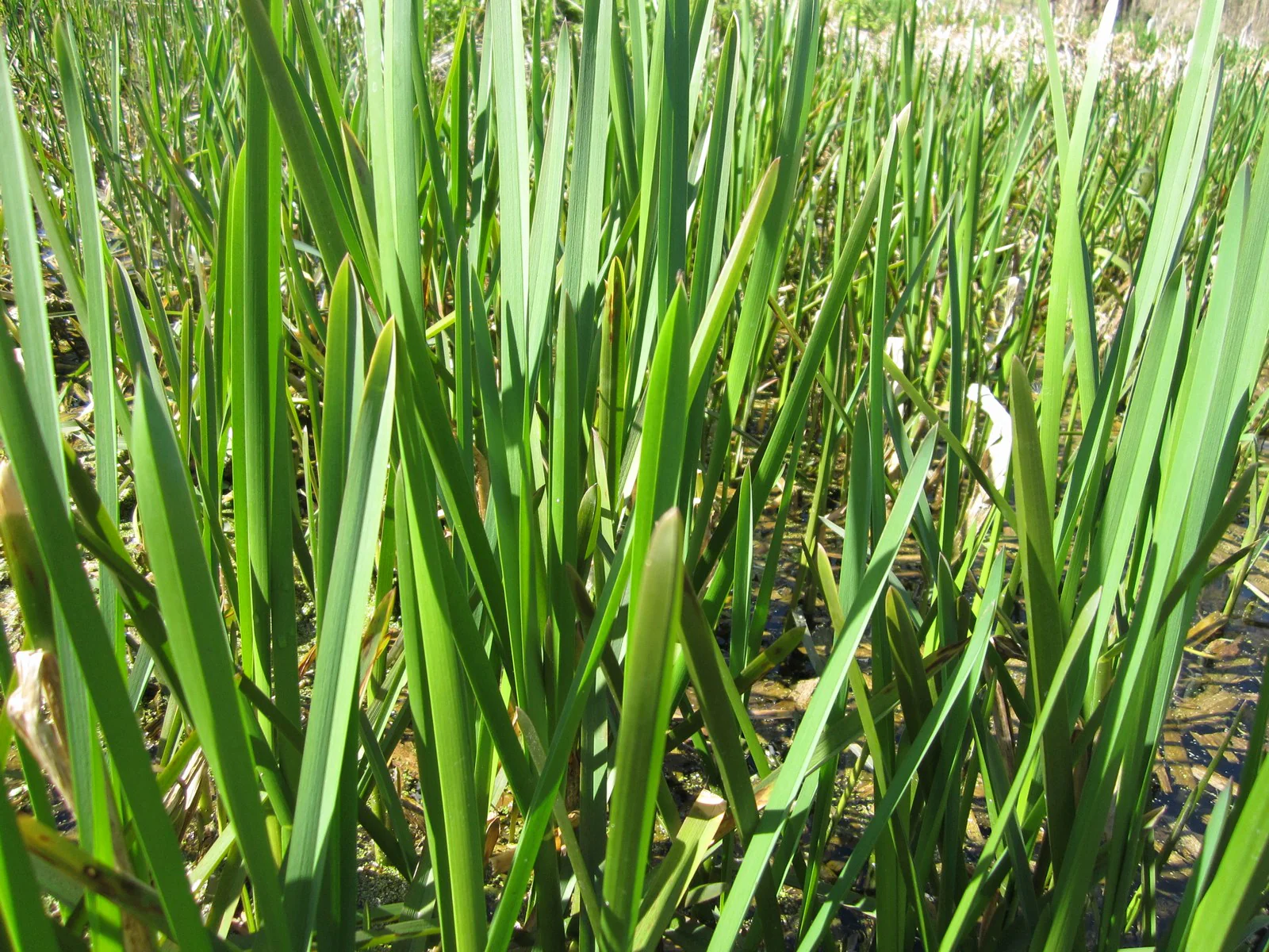 Glyceria maxima | Reed Sweet-Grass P9 - Image 3