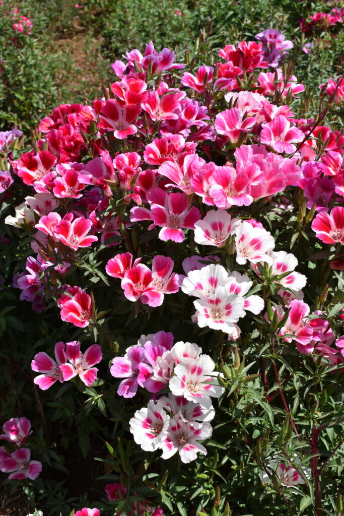 Godetia Improved Dwarf Mix - Image 2