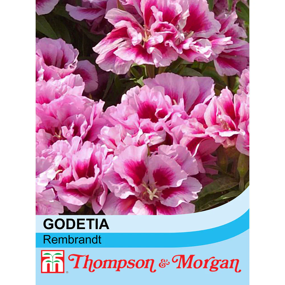 Clarkia 'Rembrandt'