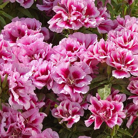 Clarkia 'Rembrandt' - Image 2