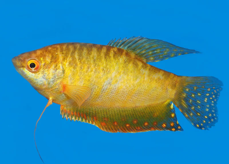 Gold Gourami Medium - Image 2