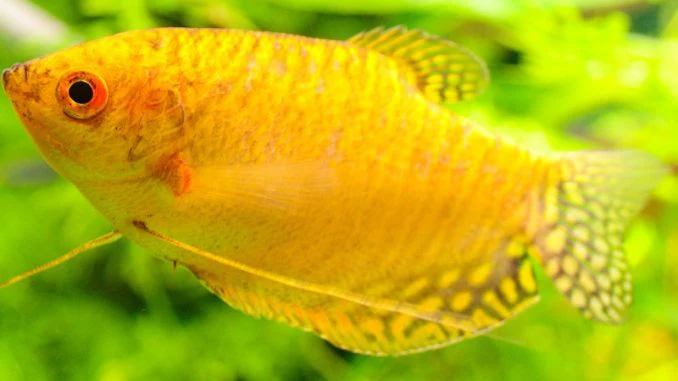 Gold Gourami Medium - Image 3