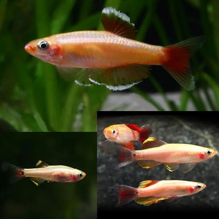 Gold White Cloud Mountain Minnow (L) - Image 2