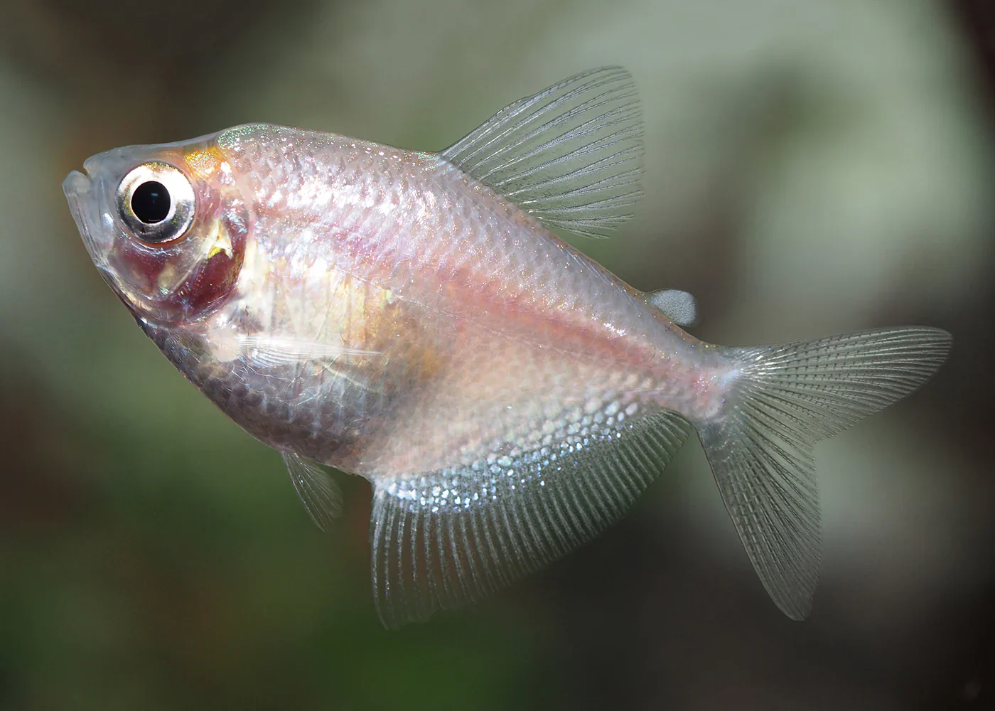 Gold Widow Tetra Medium Large - Image 2