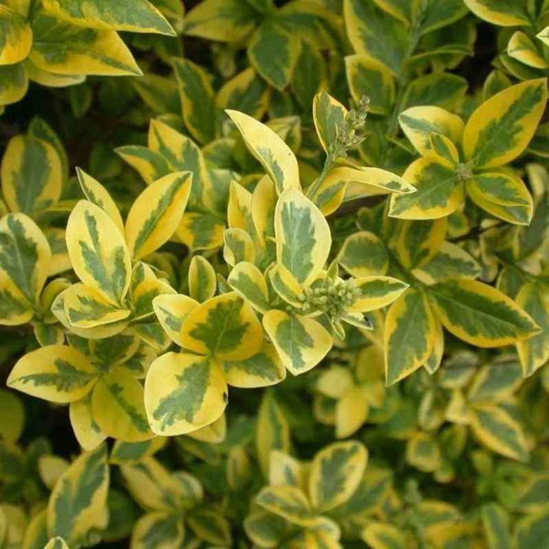 Golden Privet Hedging | Ligustrum ovalifolium Aureum- 2 Litre 30-40cm