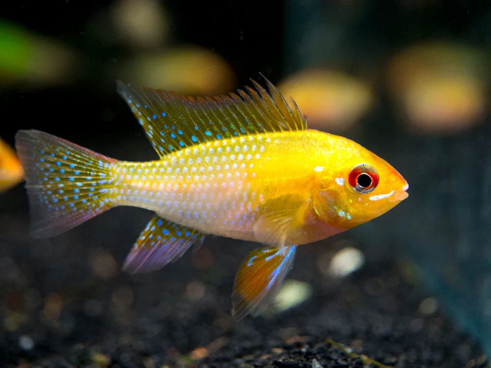 Golden Ram Cichlid (ML)