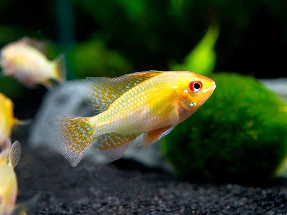 Golden Ram Cichlid (ML) - Image 2