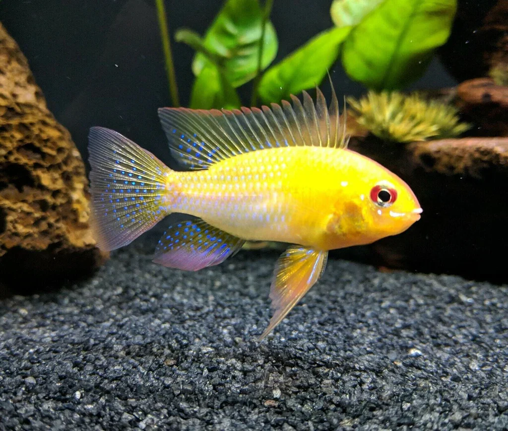 Golden Ram Cichlid (ML) - Image 3