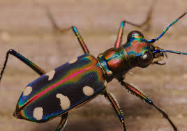 Golden Spotted Tiger Beetle (Cicindela aurulenta) - Image 2