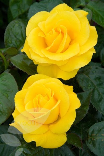 Golden Wedding Floribunda Rose 3.5 Litre - Image 2