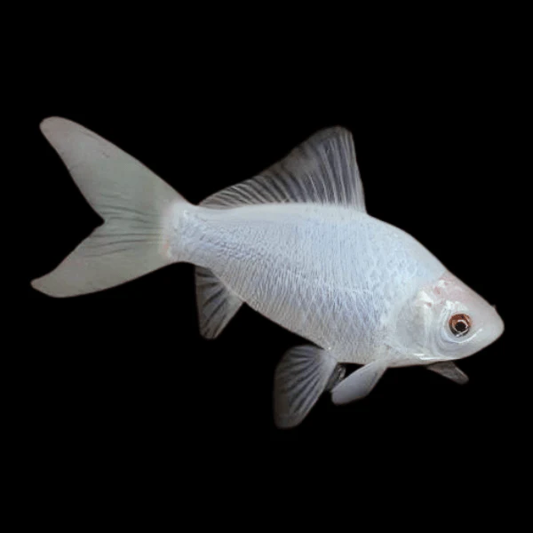 Goldfish White 2-3"