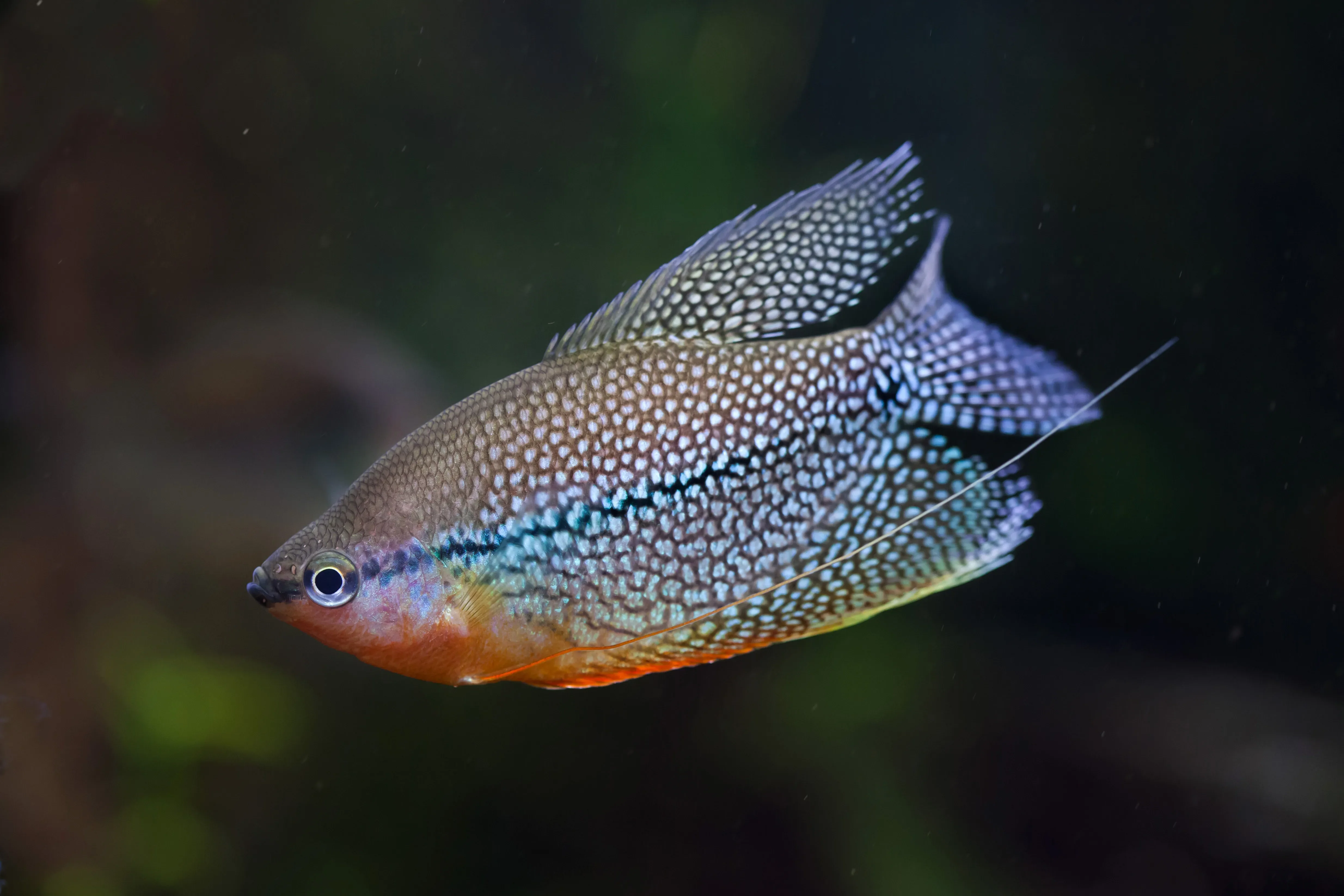 Pearl Gourami Medium Large - Image 2