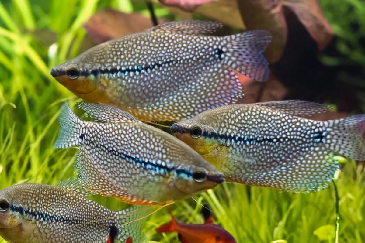 Pearl Gourami Medium Large - Image 3