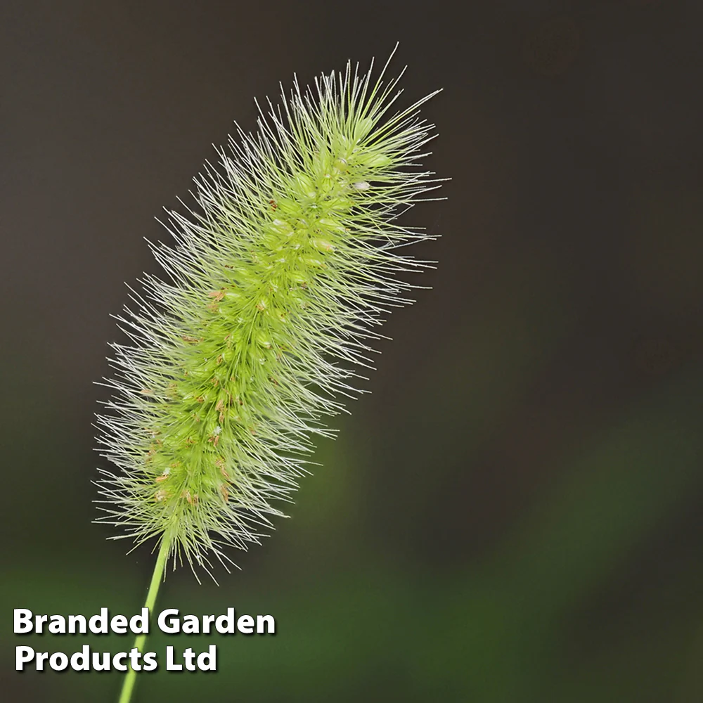 Setaria viridis 'Caramel' - Image 2