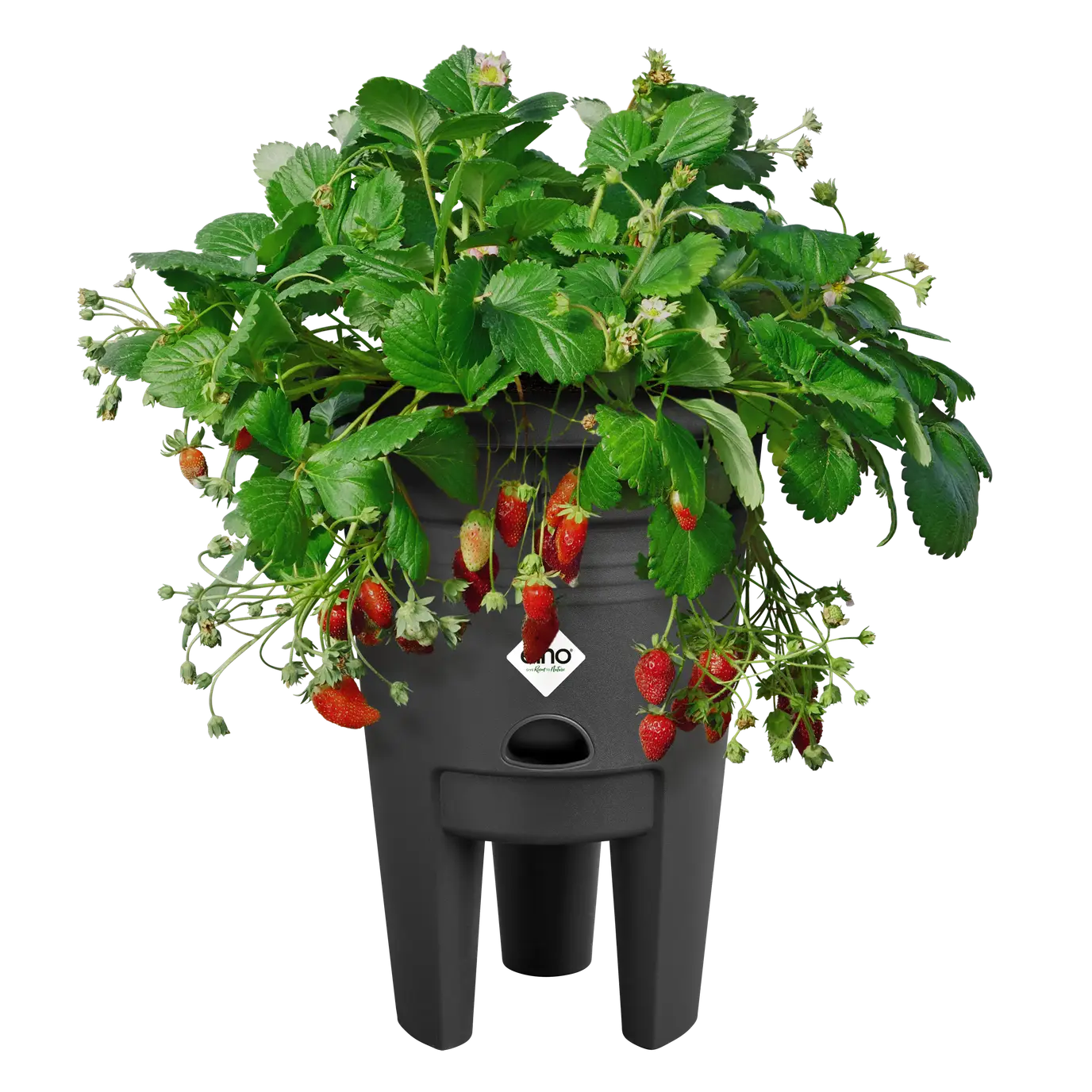 Green Basics Strawberry Pot 33cm Living Black - Image 2