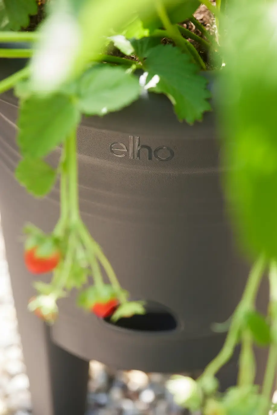 Green Basics Strawberry Pot 33cm Living Black - Image 3