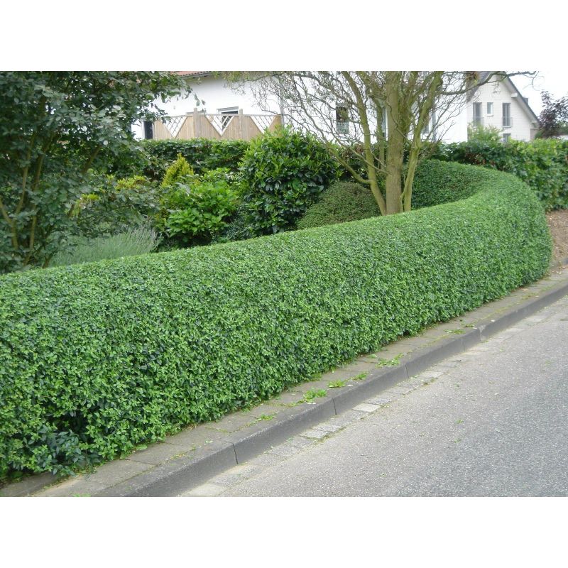 Green Privet Hedging | Ligustrum ovalifolium - 2 Litre 30-40cm