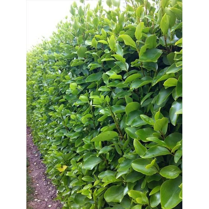 Griselinia Littoralis (60-80cm | 2 Litre)