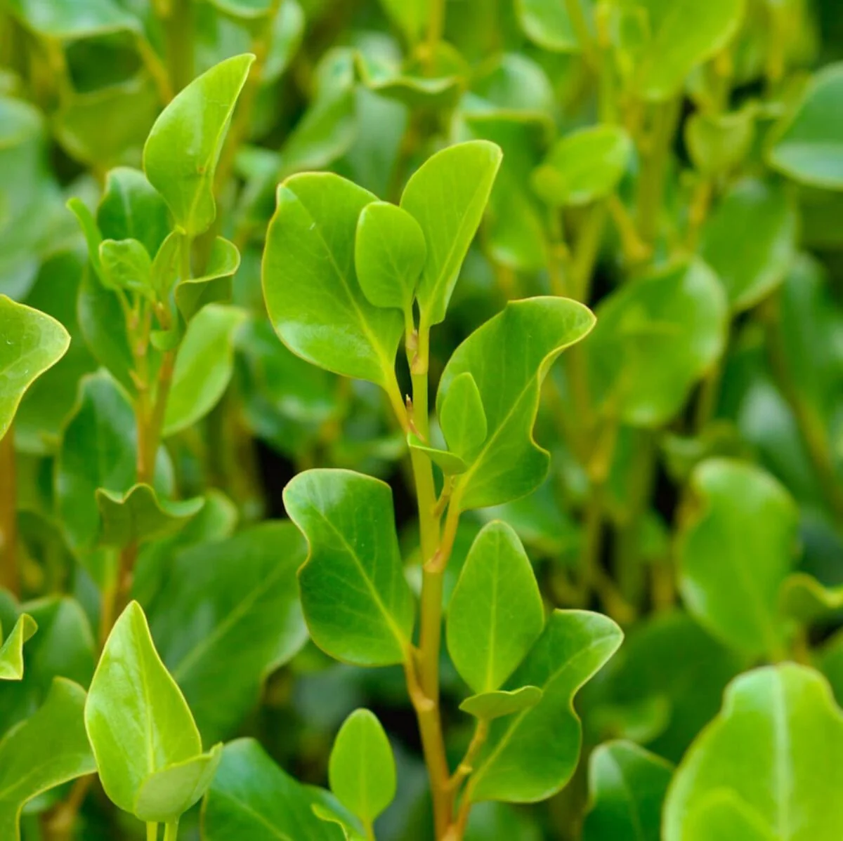 Griselinia Littoralis (60-80cm | 2 Litre) - Image 2