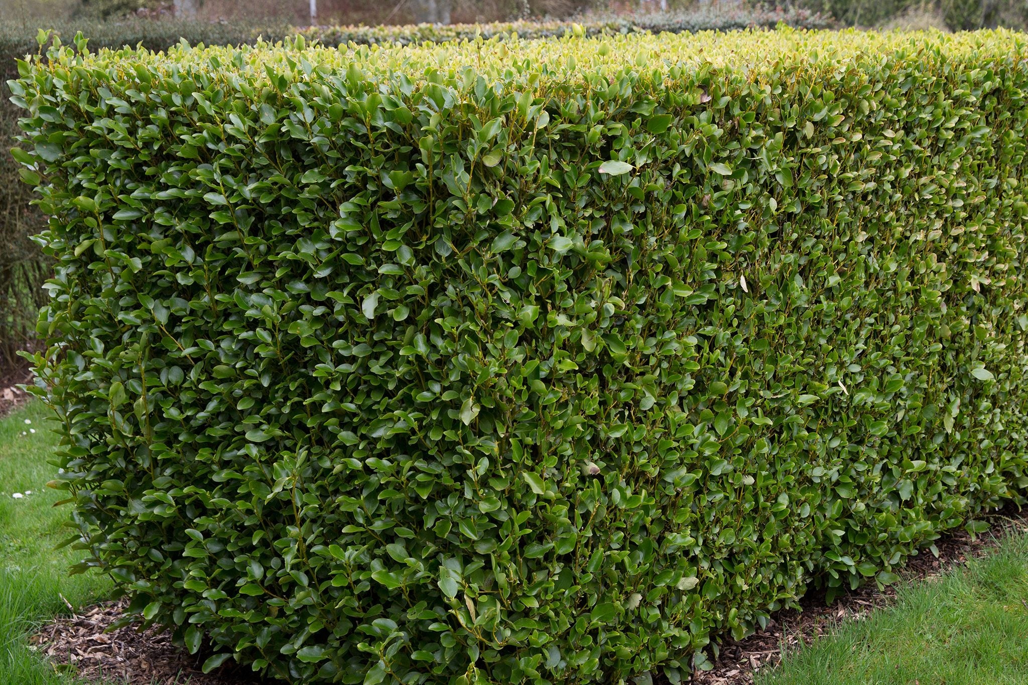 Griselinia Littoralis (60-80cm | 2 Litre) - Image 3