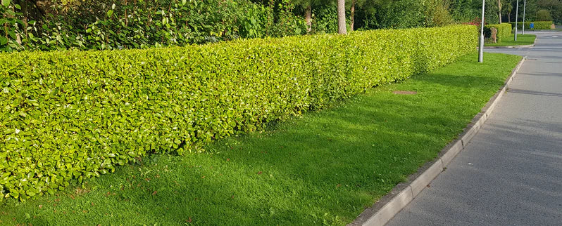 Griselinia Littoralis 100-120cm 7 Litre - Image 4