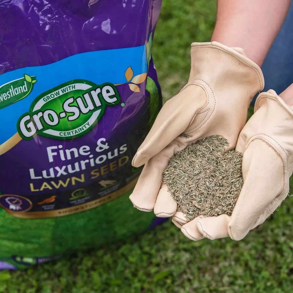 Westland Gro-Sure Fine & Luxurious Lawn Seed 100m2 - Image 3
