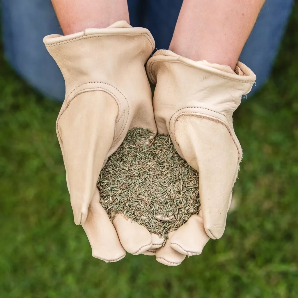 Westland Gro-Sure Fine & Luxurious Lawn Seed 100m2 - Image 4