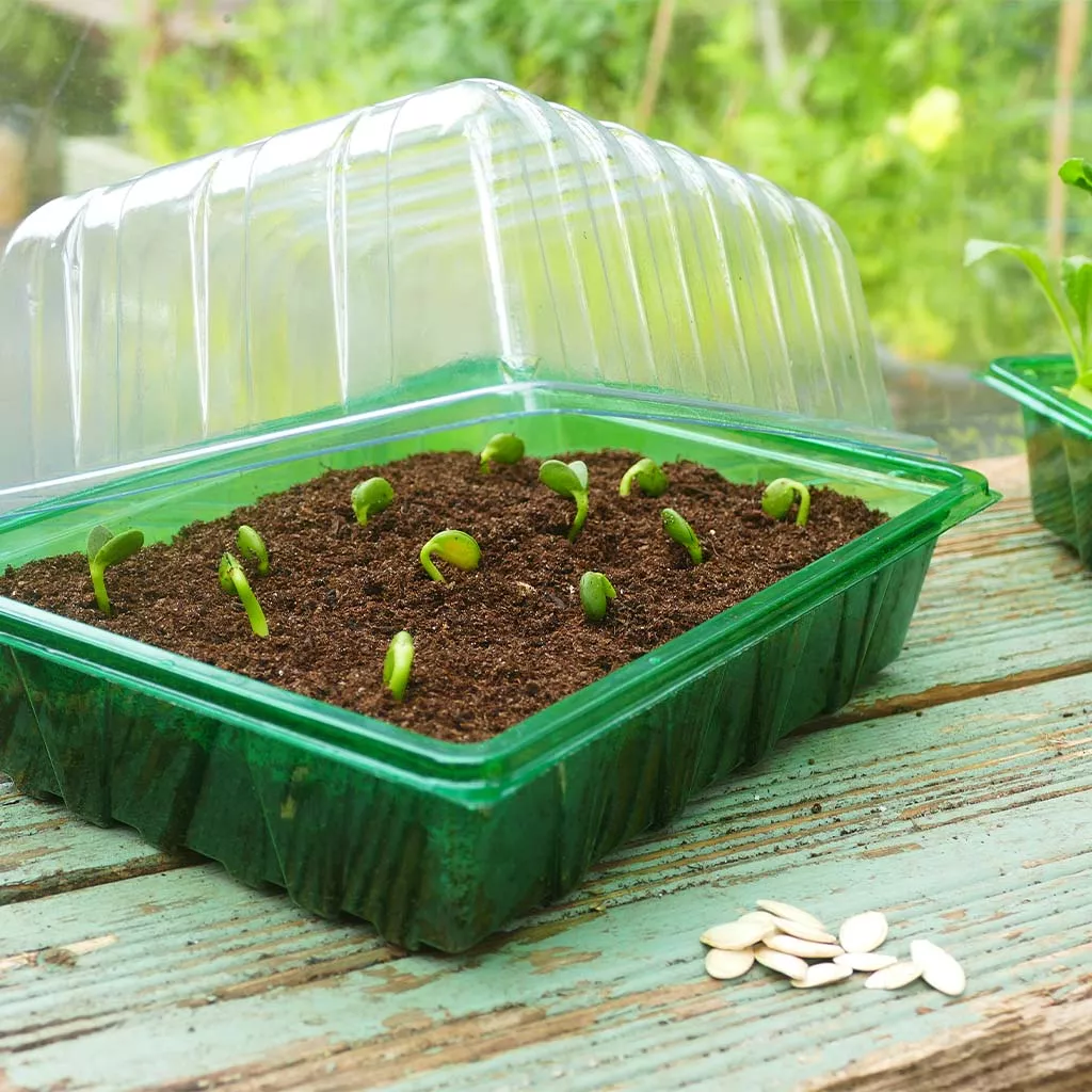 Gro-Sure Visiroot Half Seed Trays 8pk - Image 2