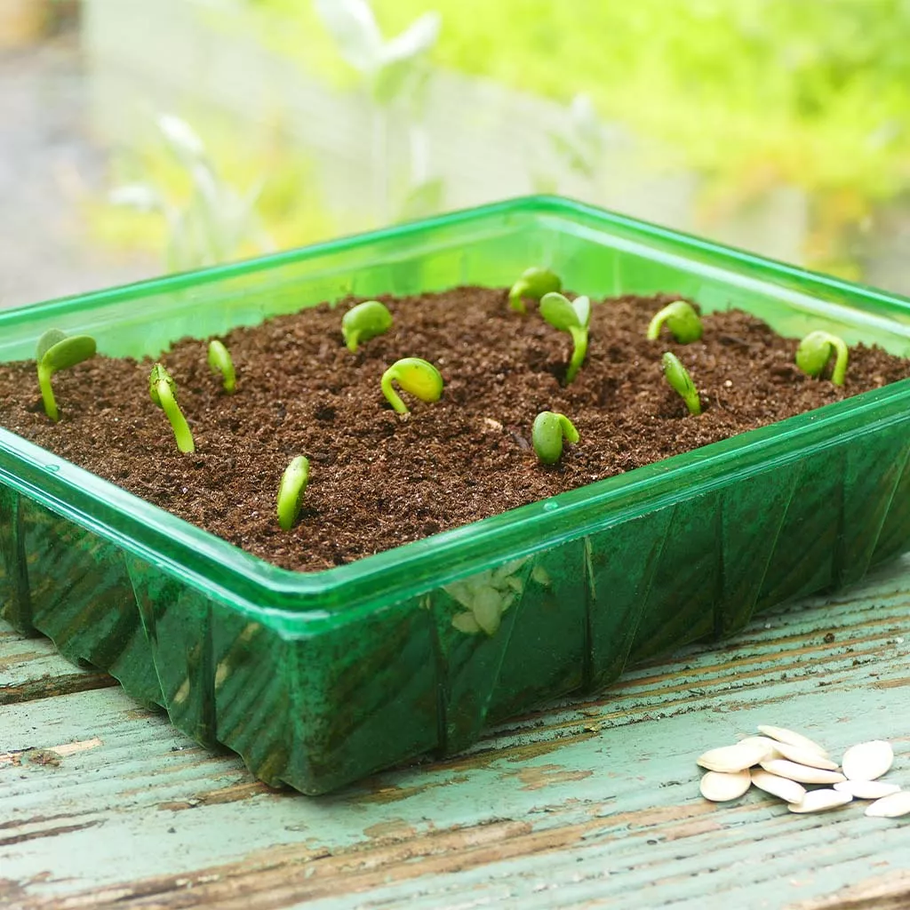 Gro-Sure Visiroot Half Seed Trays 8pk - Image 3