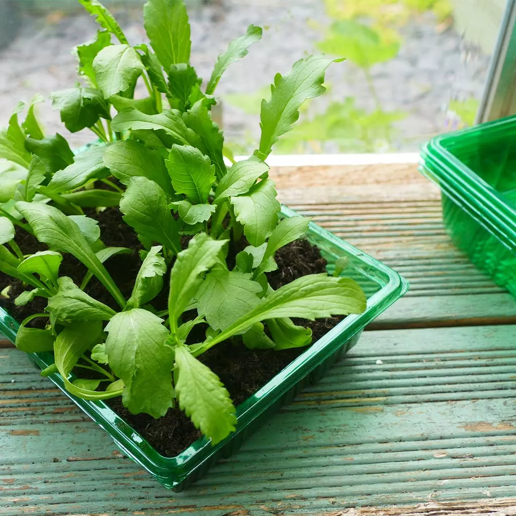 Gro-Sure Visiroot Seed Tray 4 pk - Image 3