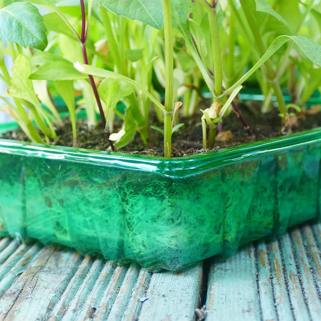 Gro-Sure Visiroot Seed Tray 4 pk - Image 4