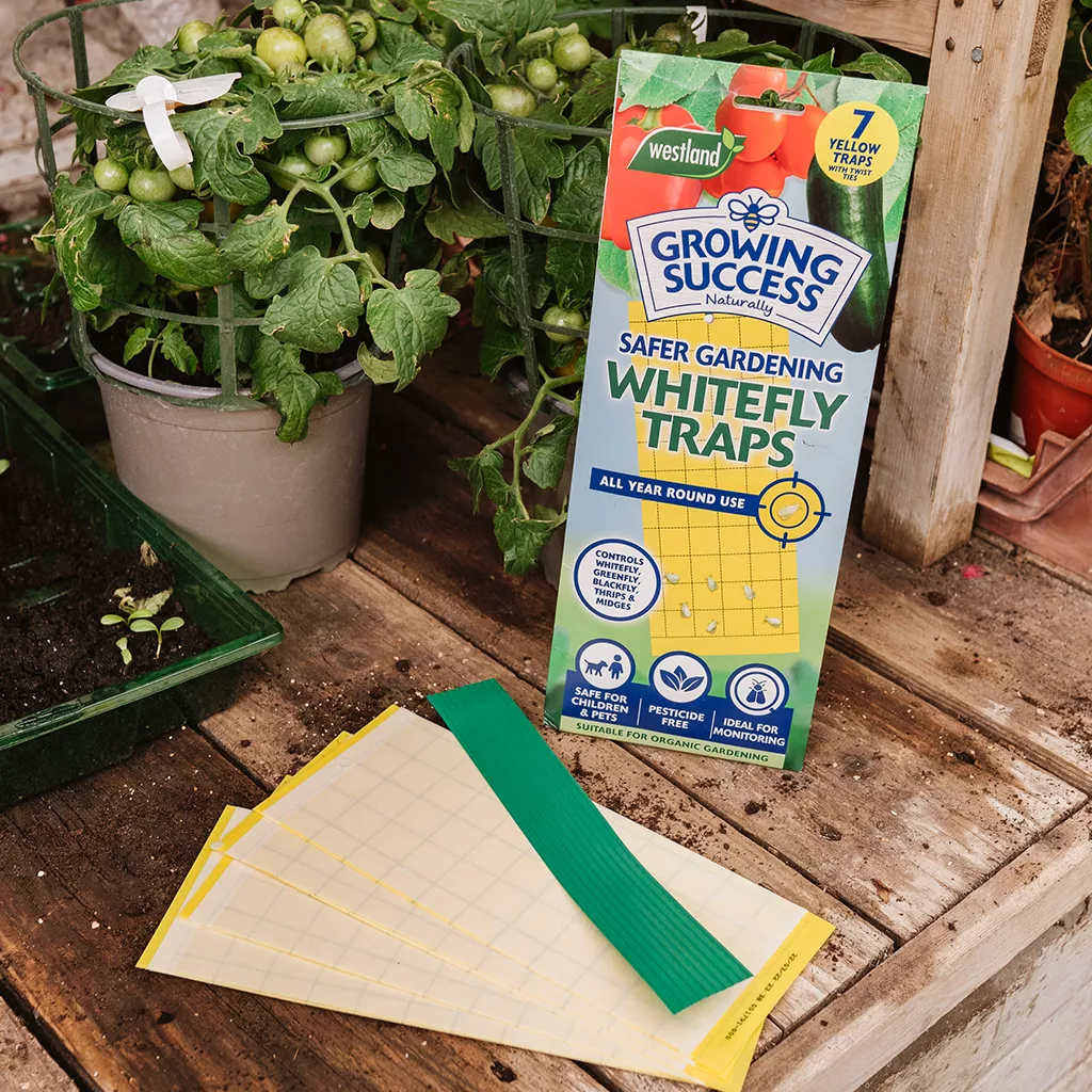 Growing Success Greenhouse Whitefly Traps - Image 2