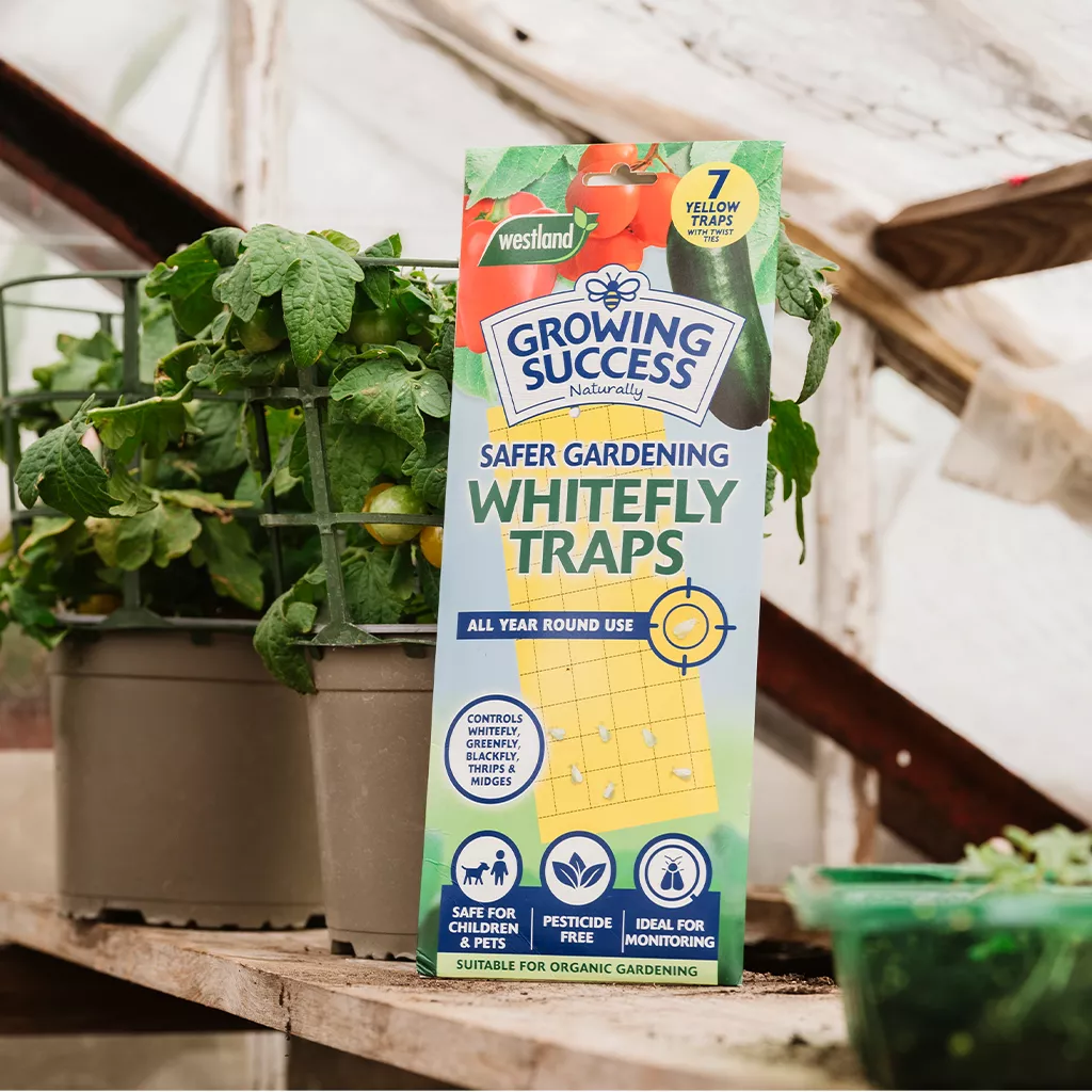 Growing Success Greenhouse Whitefly Traps - Image 3